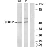 Western Blot - Anti-CDKL2 Antibody (C11433) - Antibodies.com