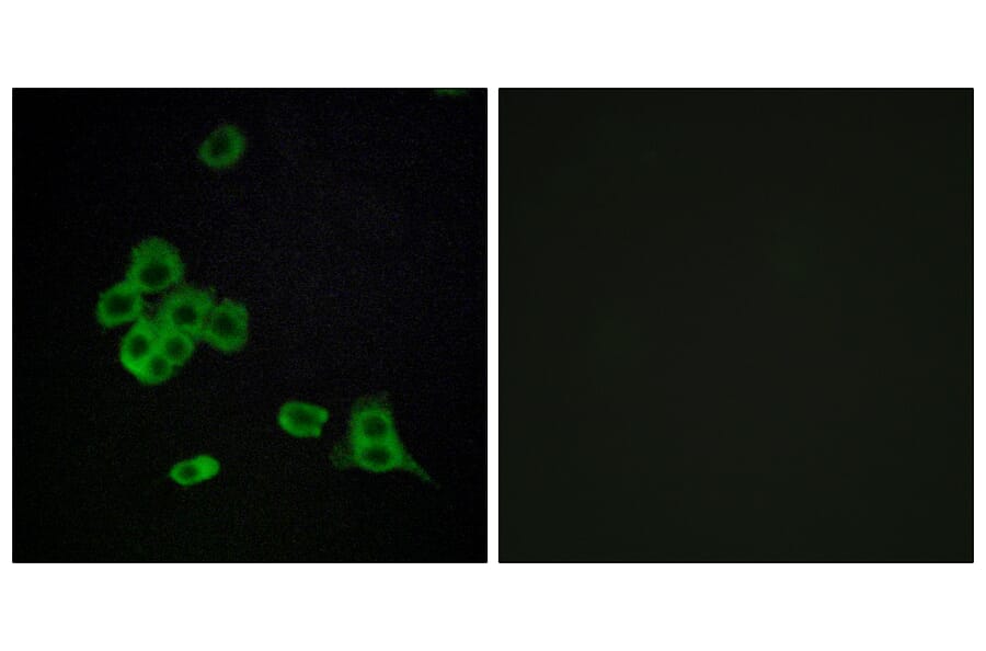Immunofluorescence - Anti-CDH26 Antibody (C12099) - Antibodies.com