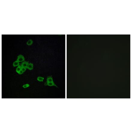 Immunofluorescence - Anti-CDH26 Antibody (C12099) - Antibodies.com