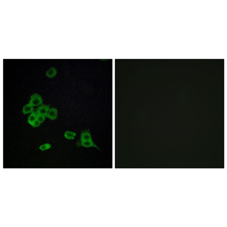 Immunofluorescence - Anti-CDH26 Antibody (C12099) - Antibodies.com