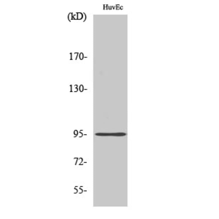 Western Blot - Anti-CDH26 Antibody (C12099) - Antibodies.com