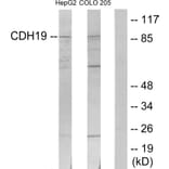 Western Blot - Anti-CDH19 Antibody (C12094) - Antibodies.com