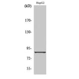 Western Blot - Anti-CDH19 Antibody (C12094) - Antibodies.com