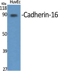 Western blot analysis of various cells using Anti-CDH16 Antibody.