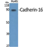 Western Blot - Anti-CDH16 Antibody (C12091) - Antibodies.com