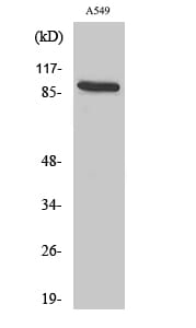 Western blot analysis of A549 cells using Anti-CDH16 Antibody.