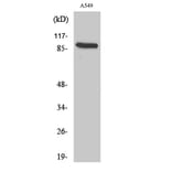 Western Blot - Anti-CDH16 Antibody (C12091) - Antibodies.com