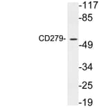 Western Blot - Anti-CD279 Antibody (R12-2072) - Antibodies.com