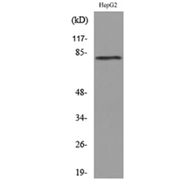 Western Blot - Anti-CD248 Antibody (C30443) - Antibodies.com