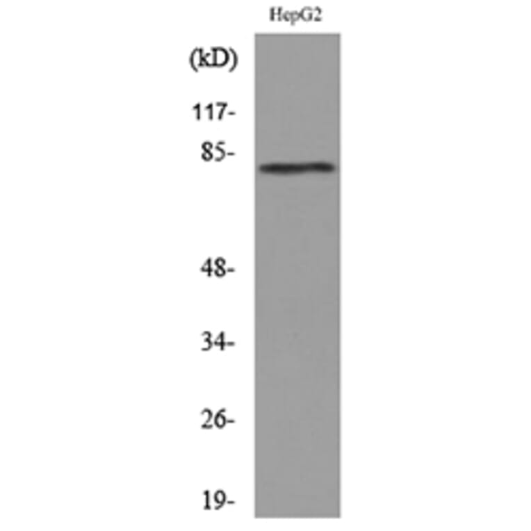 Western Blot - Anti-CD248 Antibody (C30443) - Antibodies.com