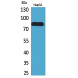 Western Blot - Anti-CD248 Antibody (C30443) - Antibodies.com