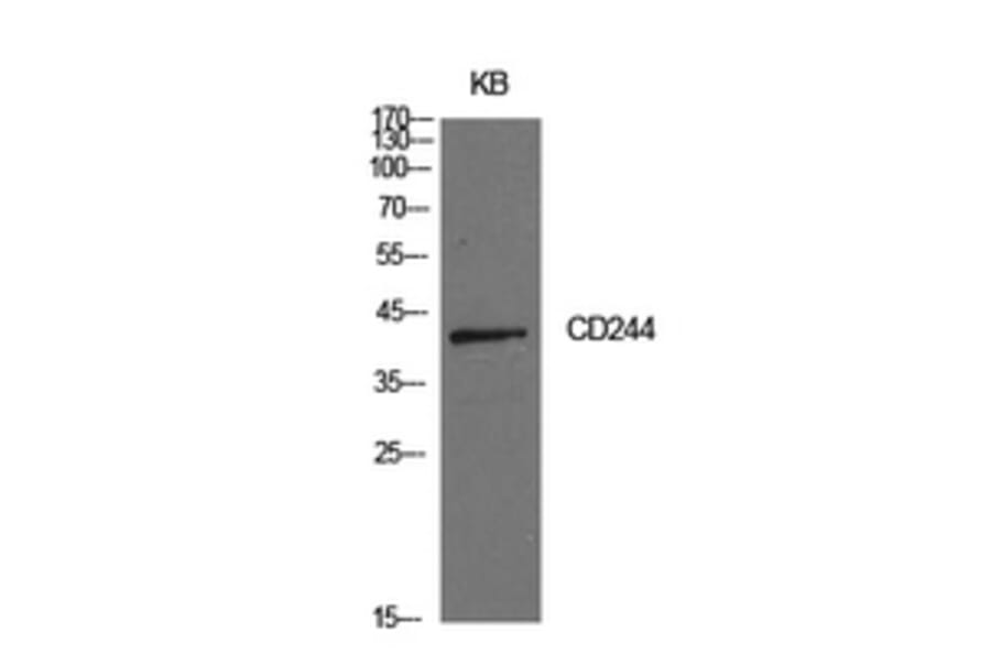 Western Blot - Anti-CD244 Antibody (C30457) - Antibodies.com