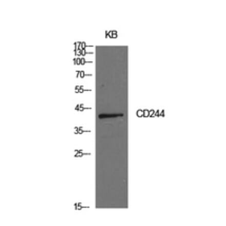 Western Blot - Anti-CD244 Antibody (C30457) - Antibodies.com