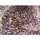 Immunohistochemistry - Anti-CD244 Antibody (C30457) - Antibodies.com