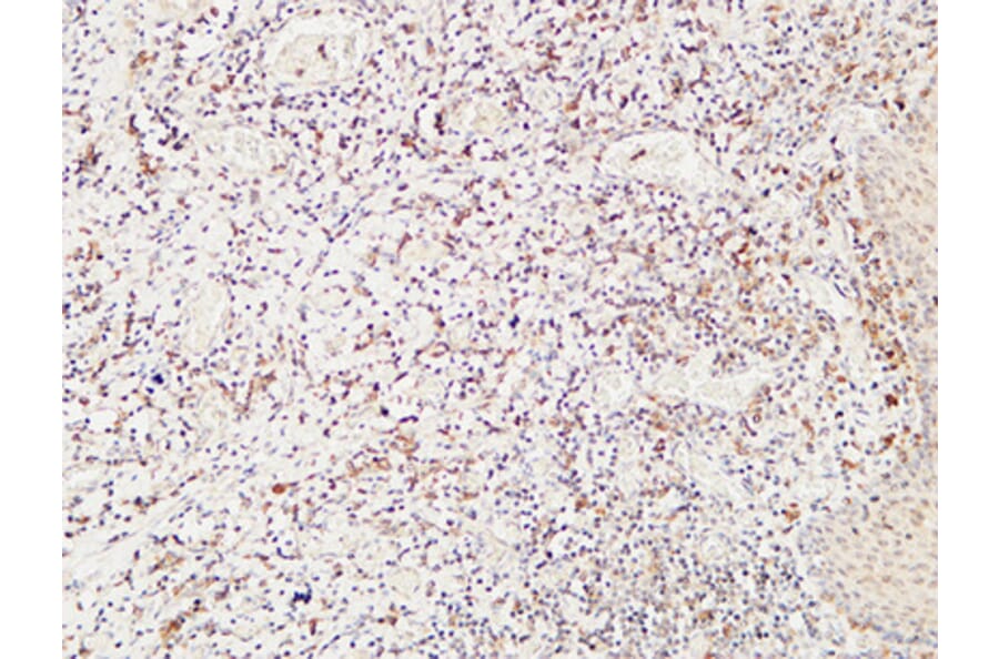 Immunohistochemistry - Anti-CD244 Antibody (C30457) - Antibodies.com