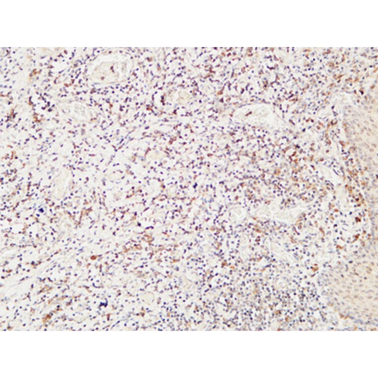 Immunohistochemistry - Anti-CD244 Antibody (C30457) - Antibodies.com