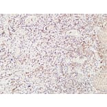 Immunohistochemistry - Anti-CD244 Antibody (C30457) - Antibodies.com