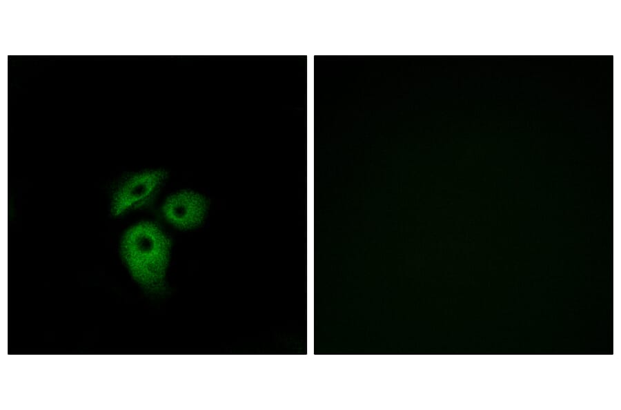 Immunofluorescence - Anti-CD234 Antibody (G081) - Antibodies.com