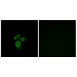 Immunofluorescence - Anti-CD234 Antibody (G081) - Antibodies.com