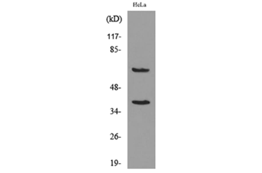Western Blot - Anti-CD226 Antibody (C30497) - Antibodies.com