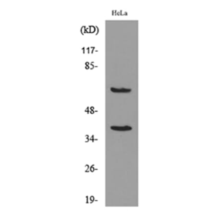 Western Blot - Anti-CD226 Antibody (C30497) - Antibodies.com