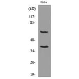 Western Blot - Anti-CD226 Antibody (C30497) - Antibodies.com
