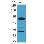 Western Blot - Anti-CD226 Antibody (C30497) - Antibodies.com