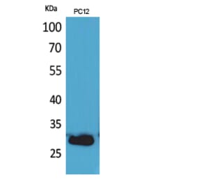 Western Blot - Anti-CD200 Antibody (C30473) - Antibodies.com
