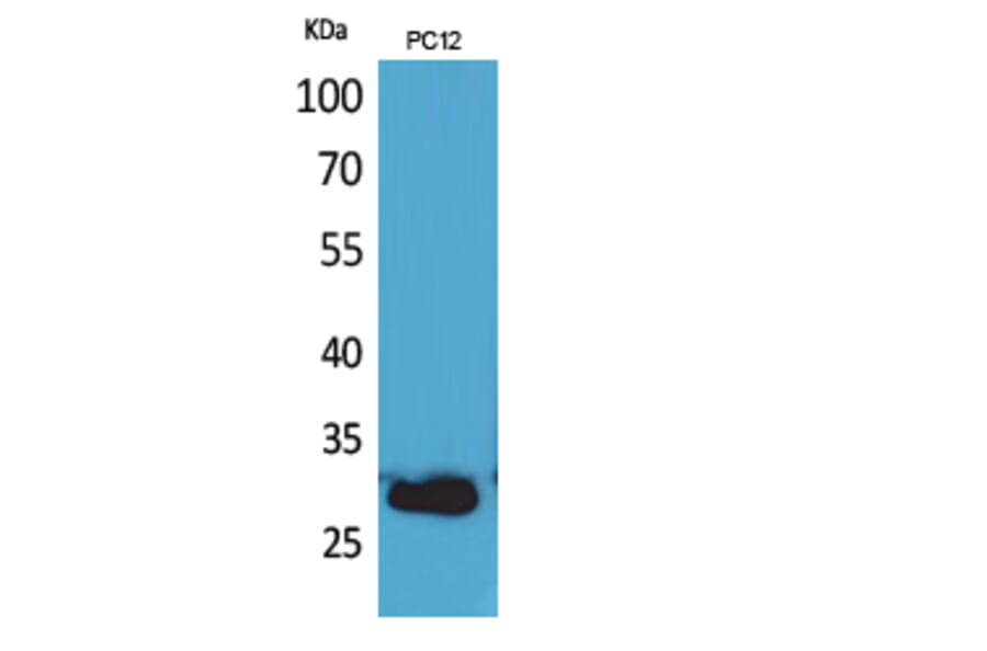 Western Blot - Anti-CD200 Antibody (C30473) - Antibodies.com
