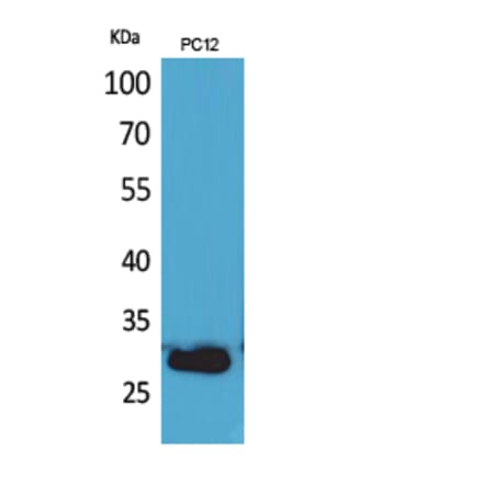 Western Blot - Anti-CD200 Antibody (C30473) - Antibodies.com