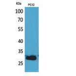 Western Blot - Anti-CD200 Antibody (C30473) - Antibodies.com