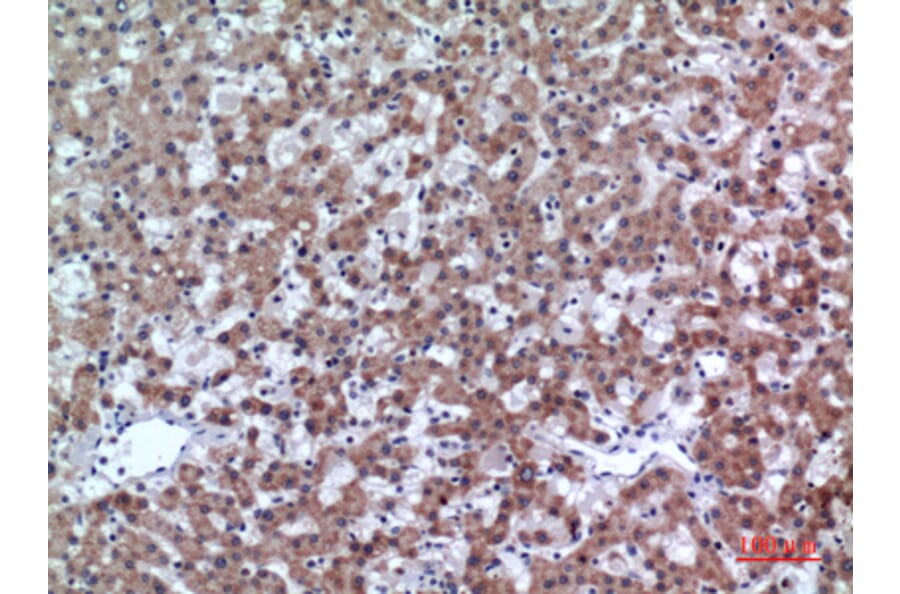 Immunohistochemistry - Anti-CD200 Antibody (C30473) - Antibodies.com
