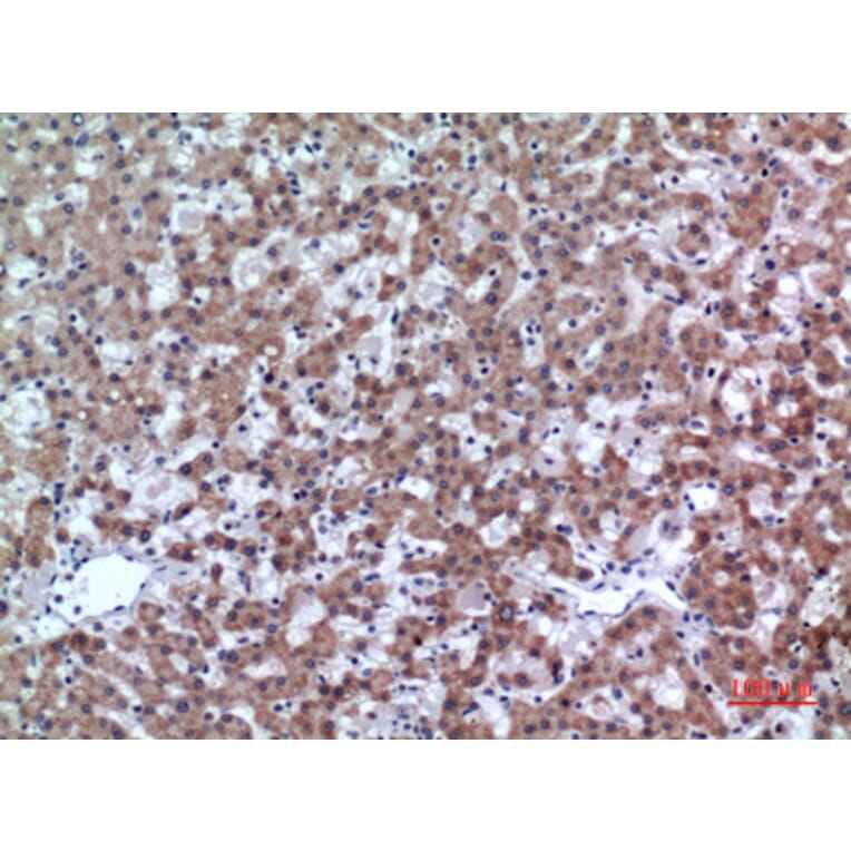 Immunohistochemistry - Anti-CD200 Antibody (C30473) - Antibodies.com