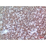 Immunohistochemistry - Anti-CD200 Antibody (C30473) - Antibodies.com