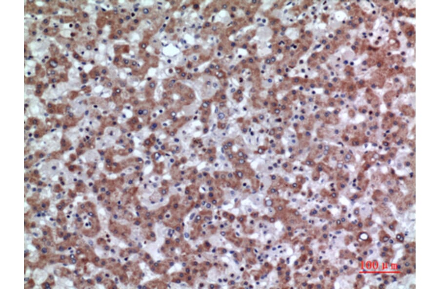 Immunohistochemistry - Anti-CD200 Antibody (C30473) - Antibodies.com
