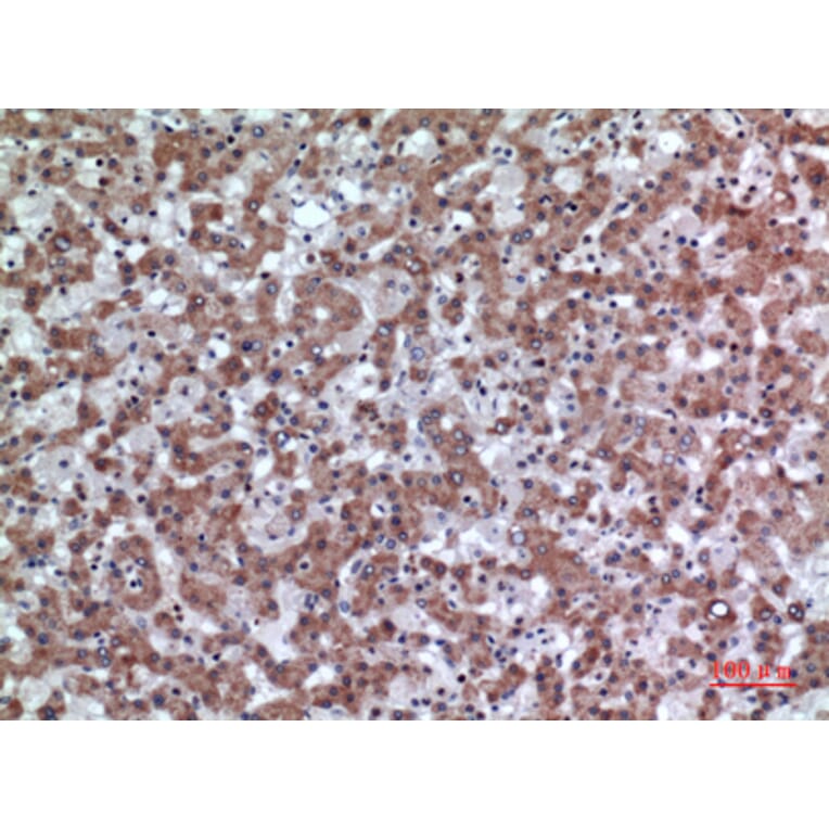 Immunohistochemistry - Anti-CD200 Antibody (C30473) - Antibodies.com