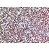 Immunohistochemistry - Anti-CD200 Antibody (C30473) - Antibodies.com