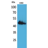 Western Blot - Anti-CD177 Antibody (C30544) - Antibodies.com