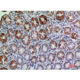 Immunohistochemistry - Anti-CD177 Antibody (C30544) - Antibodies.com
