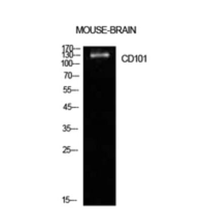 Western Blot - Anti-CD101 Antibody (C30406) - Antibodies.com