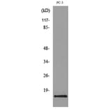 Western Blot - Anti-CCL26 Antibody (C30025) - Antibodies.com