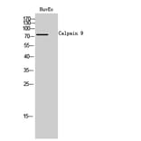 Western Blot - Anti-CAPN9 Antibody (C14878) - Antibodies.com