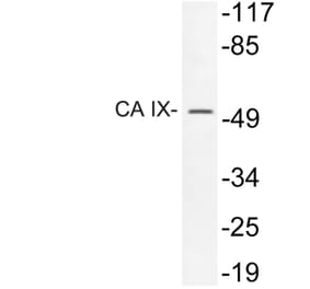 Western Blot - Anti-CA IX Antibody (R12-2047) - Antibodies.com
