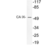 Western Blot - Anti-CA IX Antibody (R12-2047) - Antibodies.com