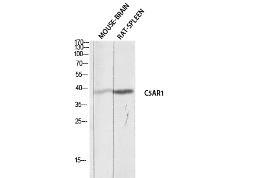 Western Blot - Anti-C5AR1 Antibody (C30396) - Antibodies.com