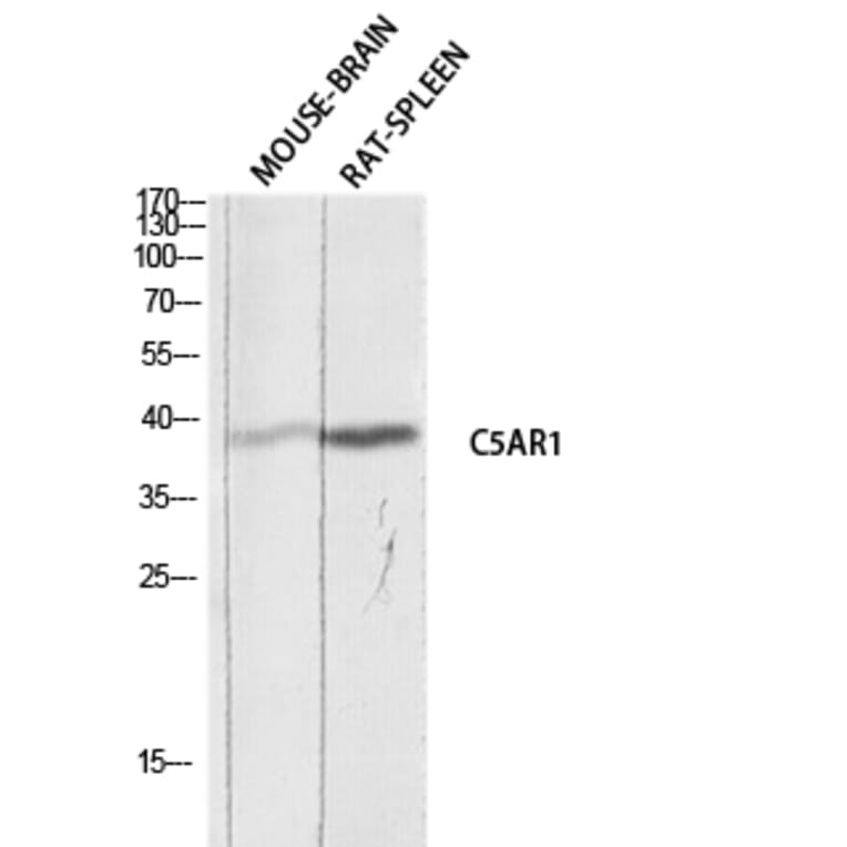 Western Blot - Anti-C5AR1 Antibody (C30396) - Antibodies.com