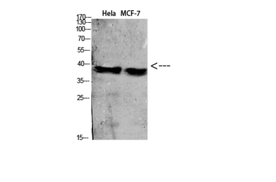 Western Blot - Anti-C5AR1 Antibody (C30396) - Antibodies.com