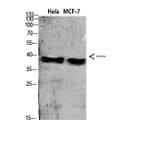 Western Blot - Anti-C5AR1 Antibody (C30396) - Antibodies.com