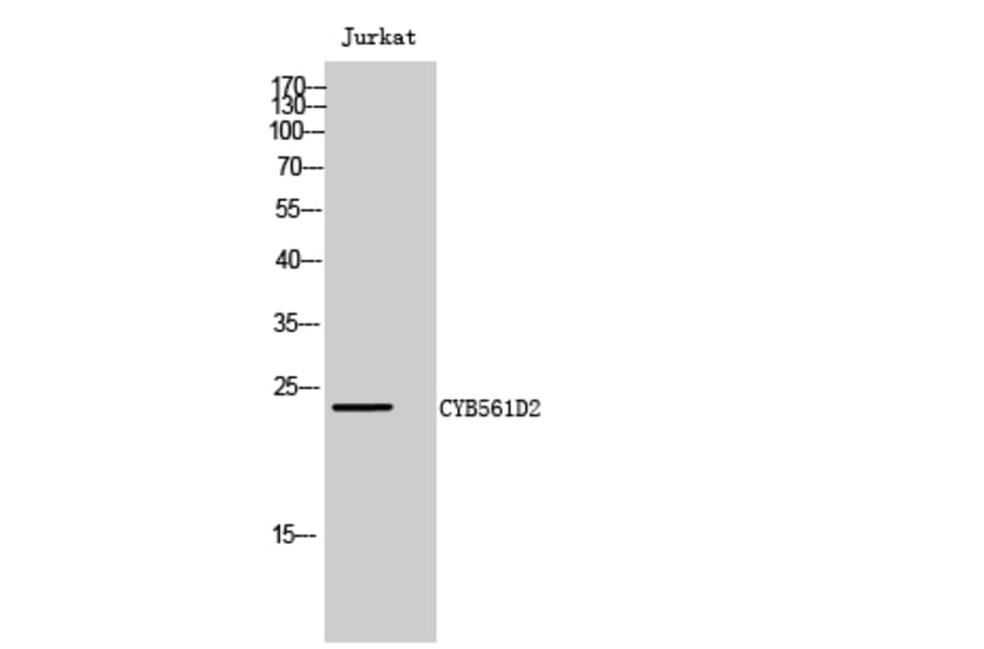 Western Blot - Anti-C56D2 Antibody (C12082) - Antibodies.com