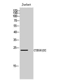 Western Blot - Anti-C56D2 Antibody (C12082) - Antibodies.com